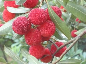 鶴溪楊梅 鶴溪楊梅