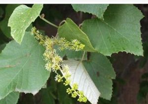 河南毛葡萄 河南毛葡萄