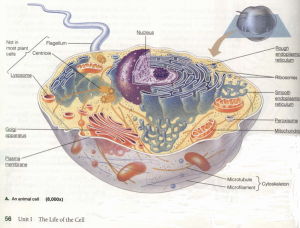 細胞結構