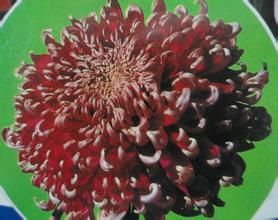 雪罩紅梅 雪罩紅梅