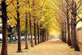 供應銀杏樹基地 供應銀杏樹基地