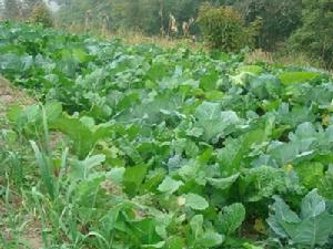 南歐一自然村-蔬菜種植