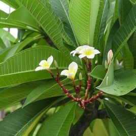 雞蛋花樹 雞蛋花樹