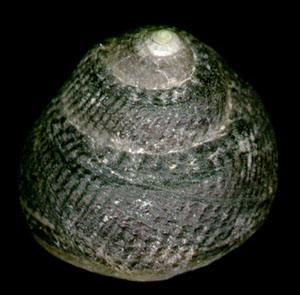 銀塔鐘螺 銀塔鐘螺