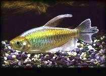 剛果扯旗 剛果扯旗