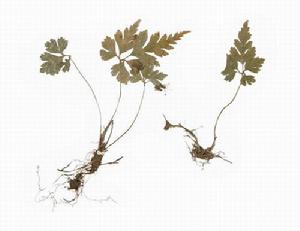 黃連天花粉丸 黃連天花粉丸