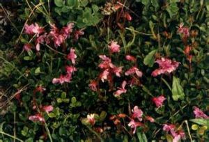 荔葉杜鵑 荔葉杜鵑