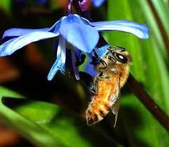 蜜蜂微粒子病 蜜蜂微粒子病
