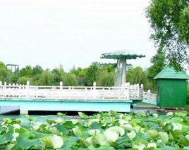 團湖荷花公園 團湖荷花公園