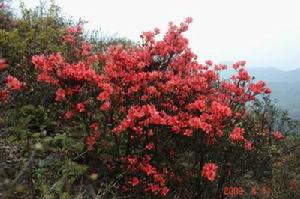 寶蓮山杜鵑紅