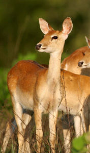 海南坡鹿 海南坡鹿