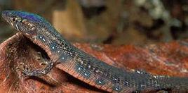 馬拉利蜥 馬拉利蜥