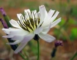 寡毛菊屬 寡毛菊屬