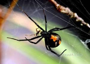 澳大利亞紅背蜘蛛 澳大利亞紅背蜘蛛