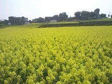 坪灘新農村建設