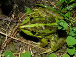 蛙[無尾目兩棲綱動物]