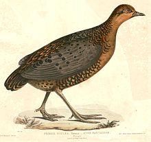 銹紅林鷓鴣 銹紅林鷓鴣