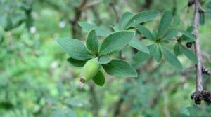 顯脈小檗 顯脈小檗