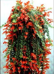 大紅金魚花 大紅金魚花