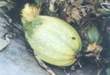 黑皮西葫蘆褐腐病 黑皮西葫蘆褐腐病