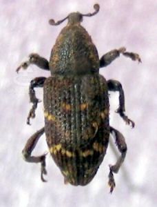 松樹皮象 松樹皮象