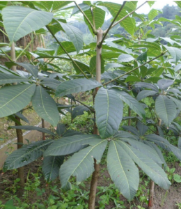 大葉七葉樹 大葉七葉樹