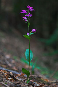 紅火燒蘭 紅火燒蘭