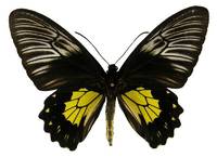 菲律賓裳鳳蝶(雌)