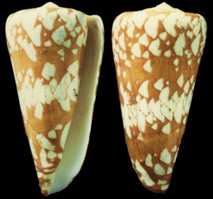 萊姆伯芋螺 萊姆伯芋螺