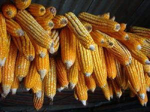 交河自然村 交河自然村