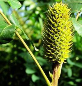 化香樹果 化香樹果