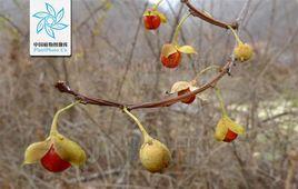 刺葉南蛇藤 刺葉南蛇藤