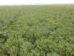 德油雜10號 德油雜10號