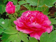 胡紅[重慶大學體育學院院長]