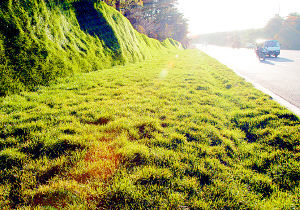 噴混植生 噴混植生