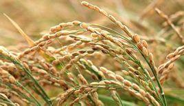 無公害食品:稻米 無公害食品:稻米