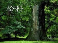 松科