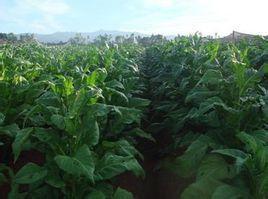 平地村[雲南省楚雄祿豐縣廣通鎮平地村]