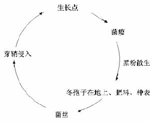 （圖）小麥矮腥黑穗病菌