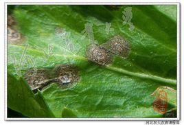 芹菜斑枯病 芹菜斑枯病