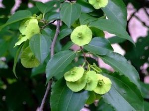 太白金錢槭 太白金錢槭