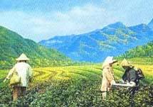 木柵觀光茶園 木柵觀光茶園