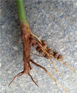 根瘤菌科 根瘤菌科