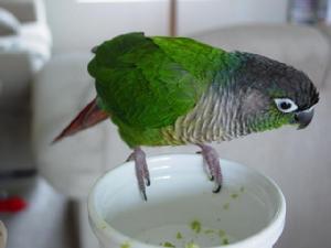 綠頰錐尾鸚鵡 綠頰錐尾鸚鵡