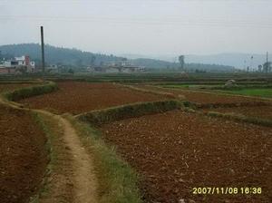 鋪田社區的耕地