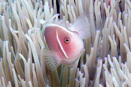 咖啡小丑魚 咖啡小丑魚