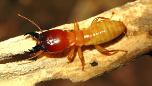 山林原白蟻 山林原白蟻