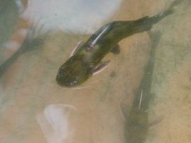 漲渡湖黃顙魚 漲渡湖黃顙魚