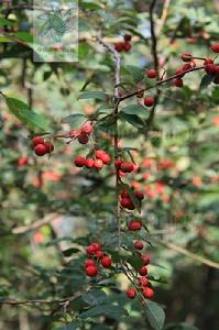 冬青葉桂櫻 冬青葉桂櫻