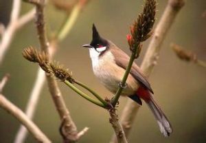 紅耳鵯指名亞種 紅耳鵯指名亞種